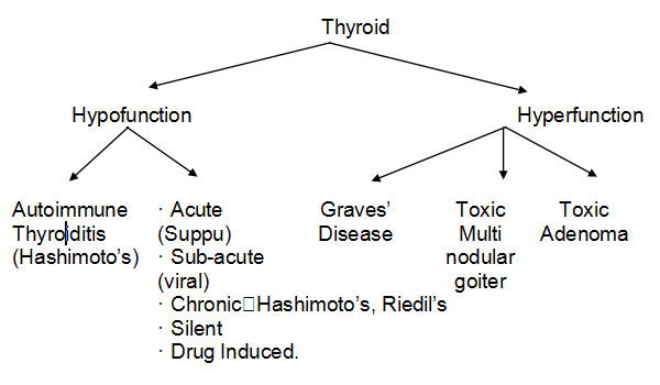 Thyroid Conclude