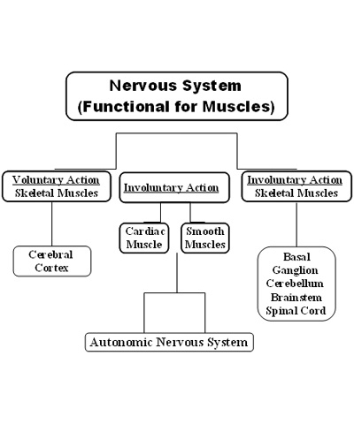 nervous-system-functional