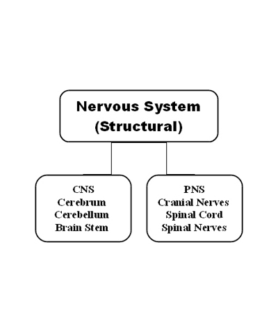nervous-system-functional