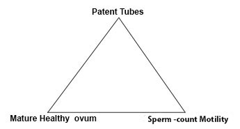 Fertility Triangle